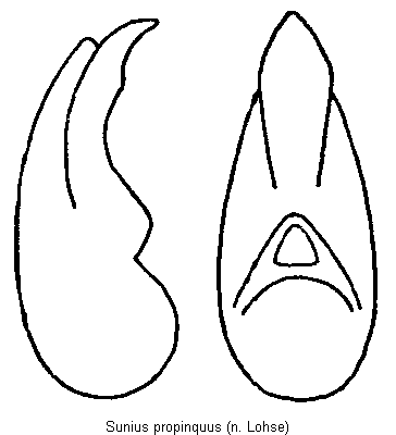 sunius_propinquus.gif