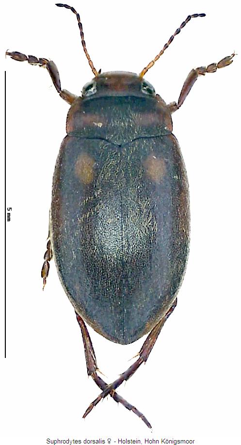 suphrodytes_dorsalis_hab.jpg