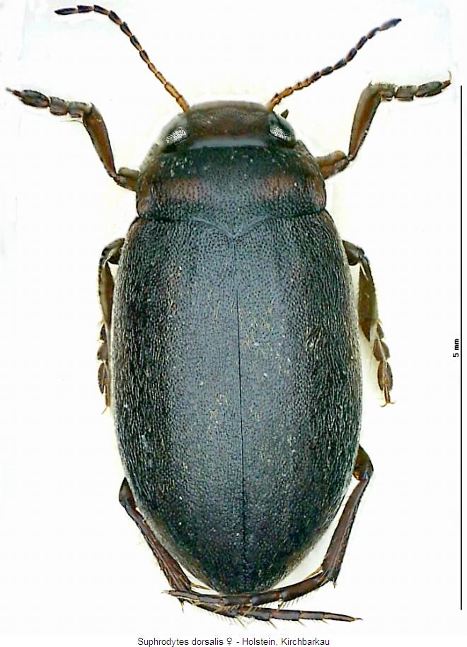 suphrodytes_dorsalis_hab2.jpg