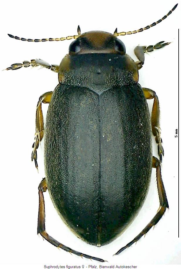 suphrodytes_figuratus_hab.jpg