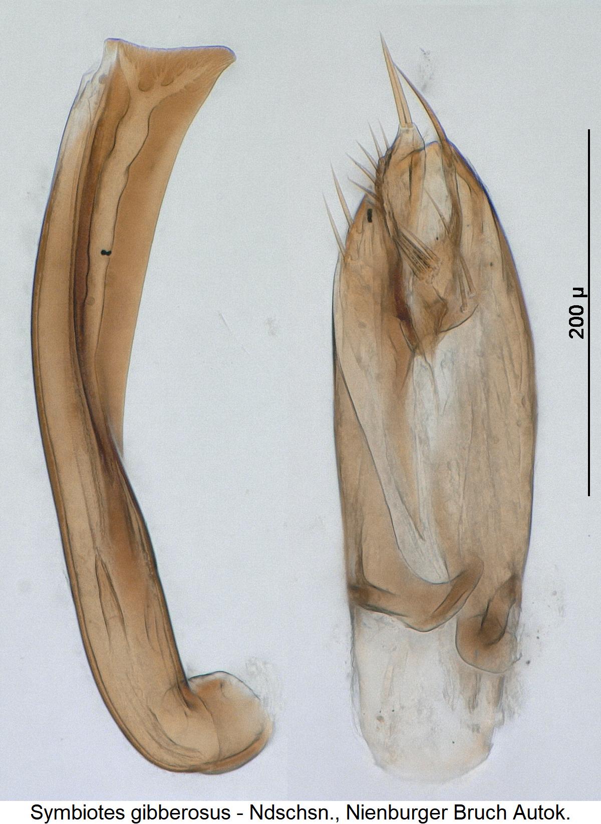 symbiotes_gibberosus.jpg