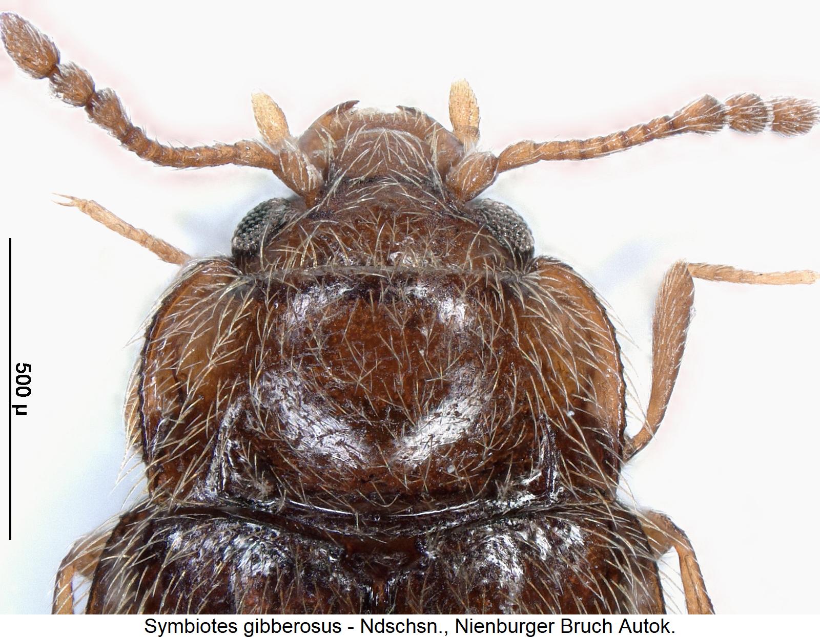 symbiotes_gibberosus_vk.jpg