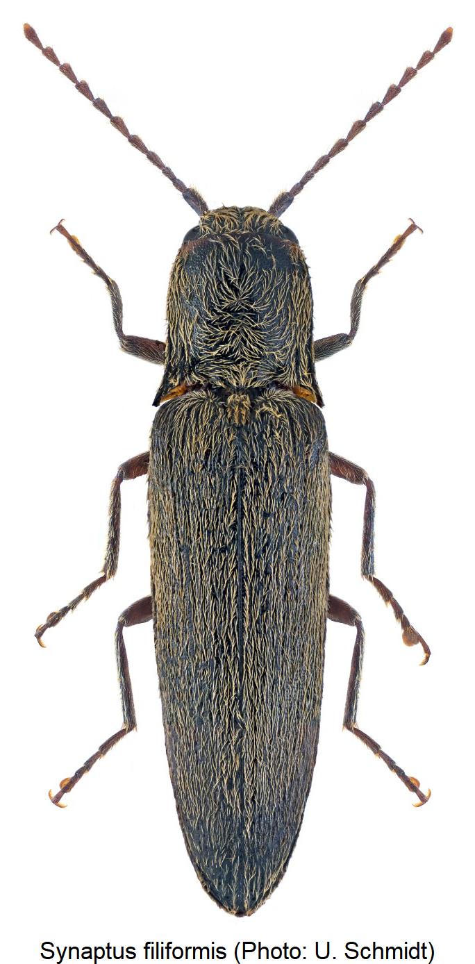 synaptus_filiformis_hab.jpg