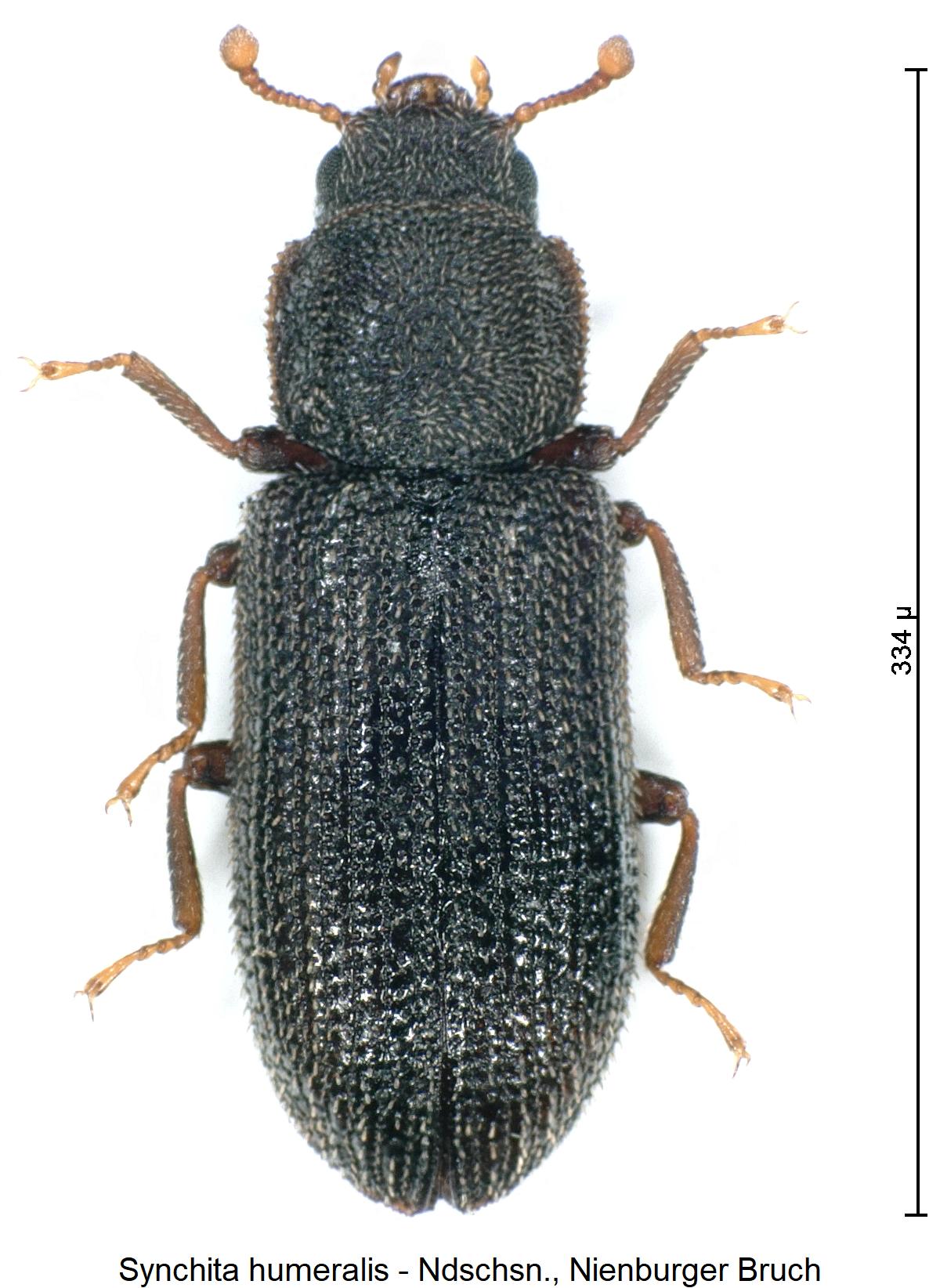synchita_humeralis_hab1.jpg