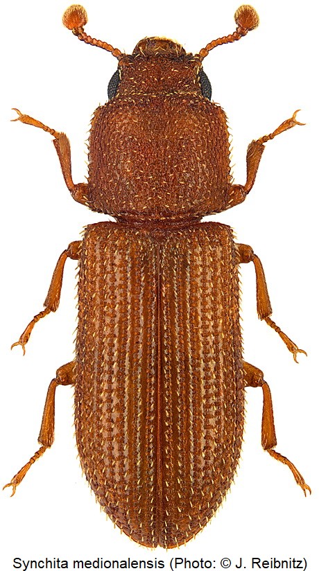 synchita_medionalensis_rbn.jpg
