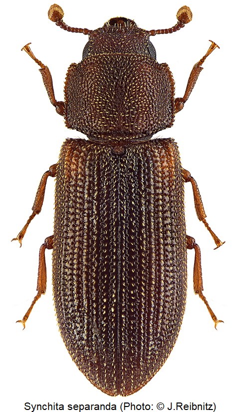 synchita_separanda_rbn.jpg