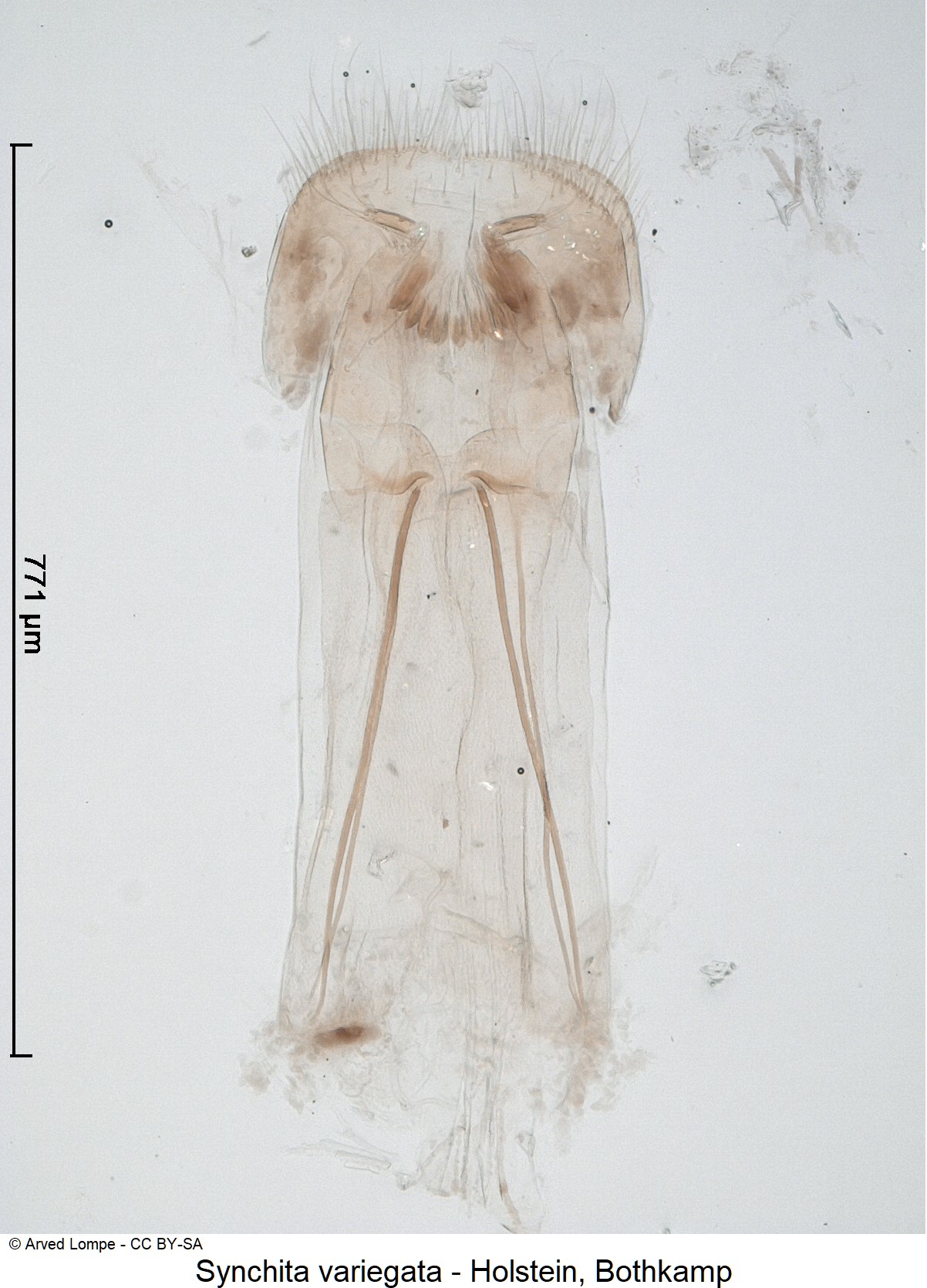 synchita_variegata_ck20333_ovi.jpg