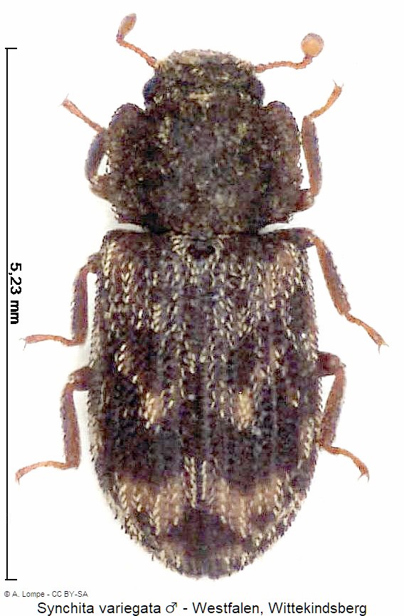 synchita_variegata_hab.jpg