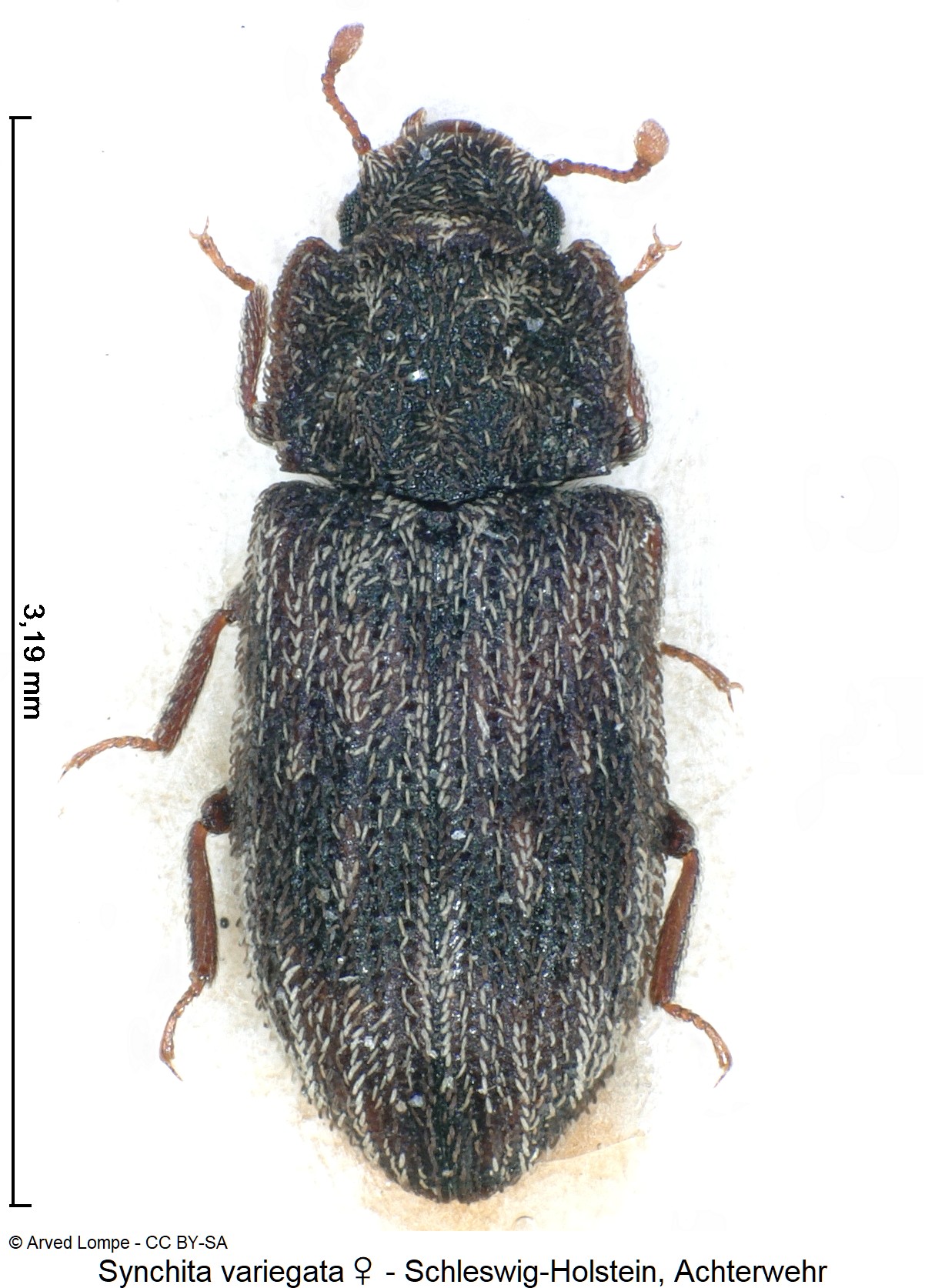 synchita_variegata_w_ck8846_hab.jpg