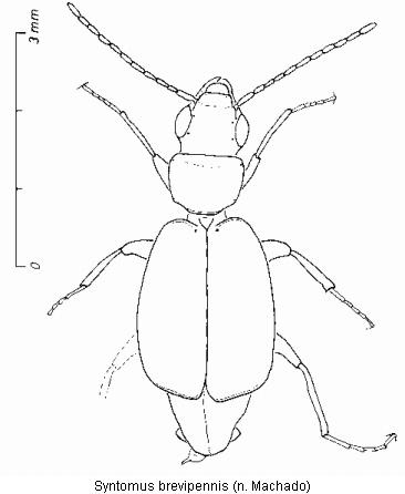 syntomus_brevipennis_hab.jpg