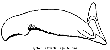 syntomus_foveolatus.gif