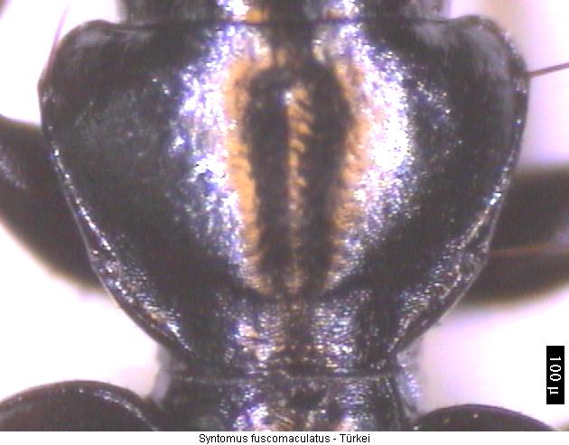 syntomus_fuscomaculatus_hsch.jpg