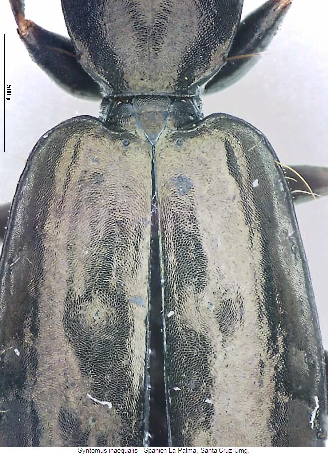 syntomus_inaequalis_fld.jpg