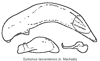 syntomus_lancerotensis.gif