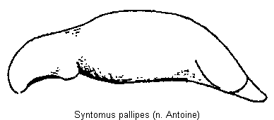 syntomus_pallipes.gif