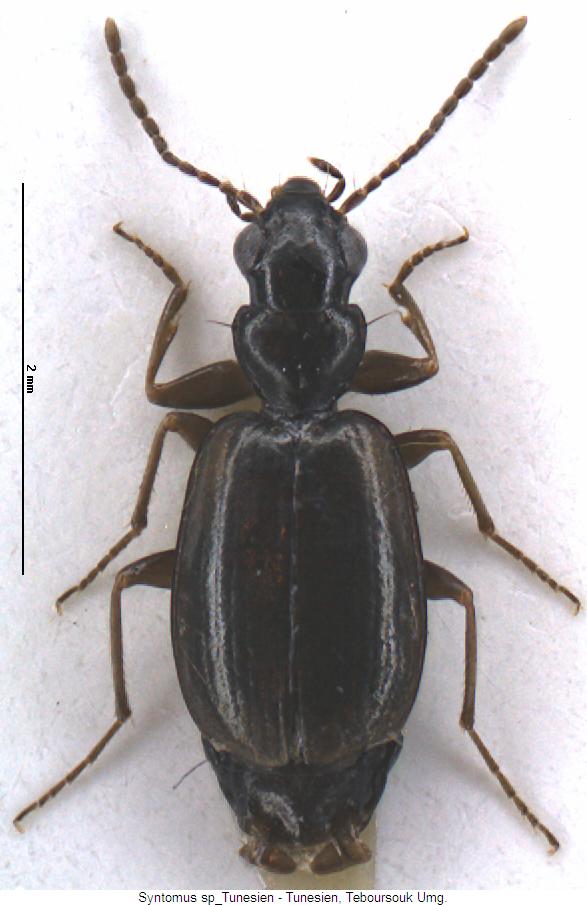 syntomus_sp_tunesien_hab.jpg
