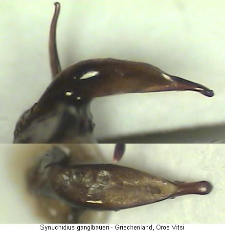 synuchidius_ganglbaueri.jpg