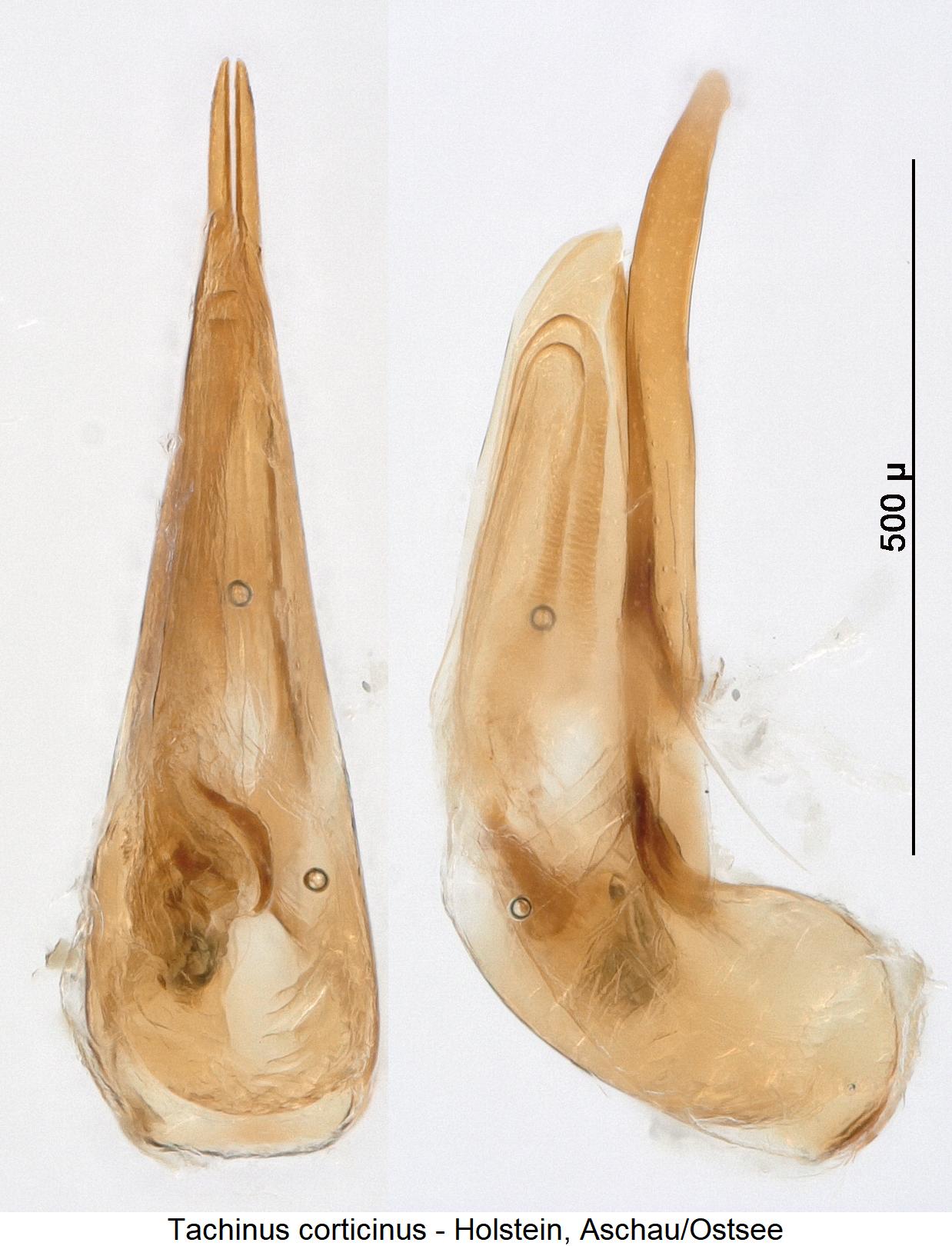 tachinus_corticinus.jpg