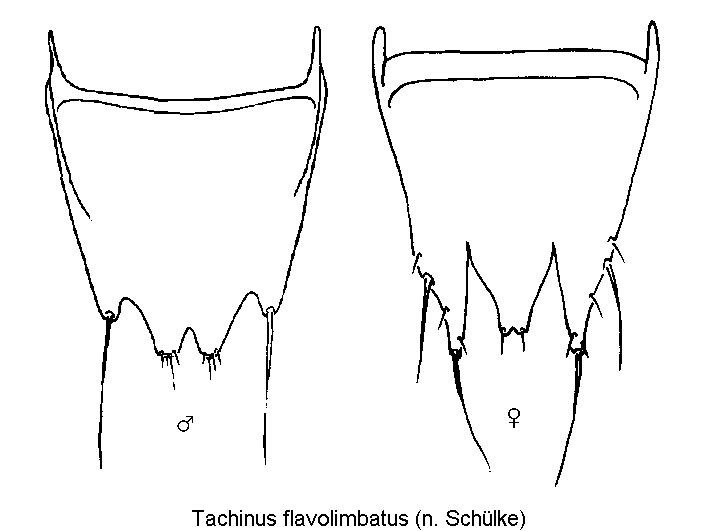 tachinus_flavolimbatus_ter.gif