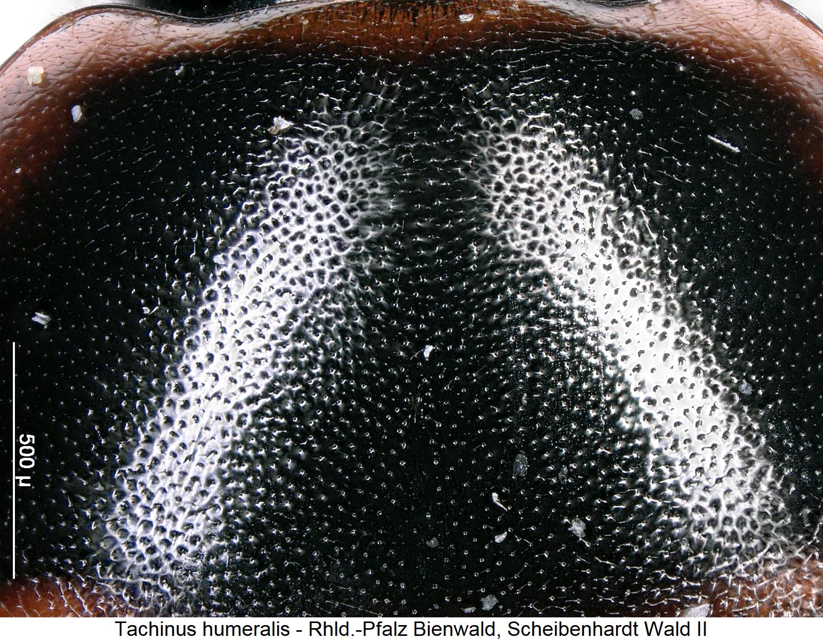 tachinus_humeralis_hsch_ms.jpg