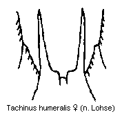 tachinus_humeralis_tergit.gif