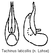tachinus_laticollis.gif