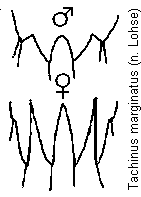 tachinus_marginatus_tergit.gif