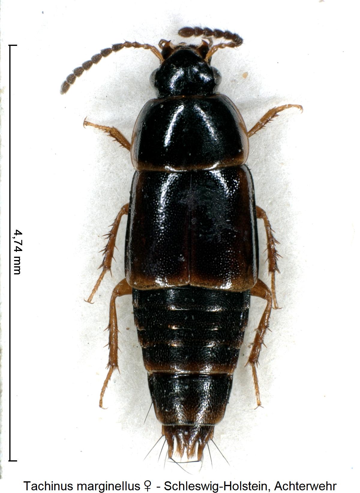 tachinus_marginellus_w_hab.jpg