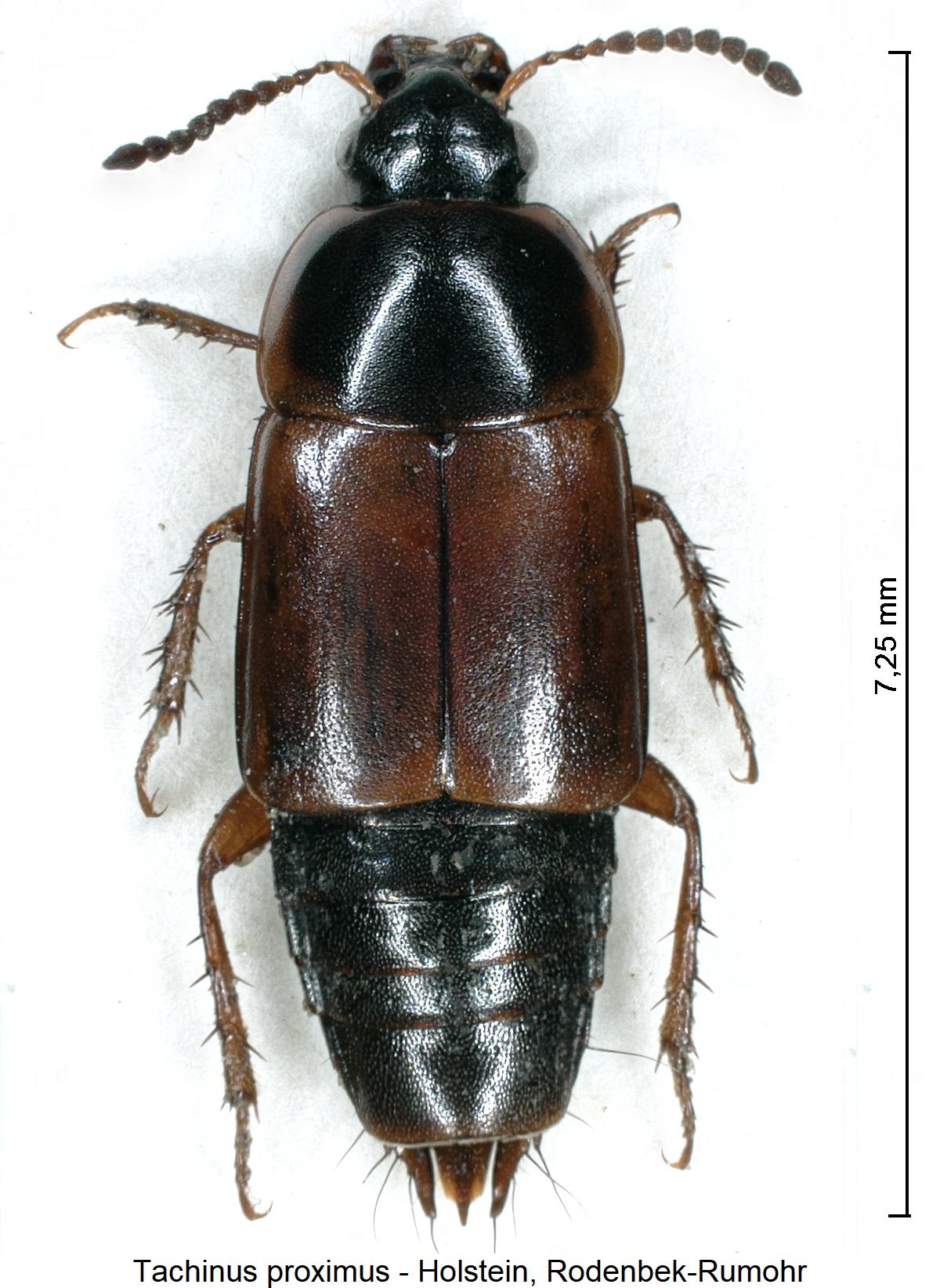 tachinus_proximus_hab.jpg