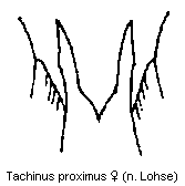 tachinus_proximus_tergit.gif