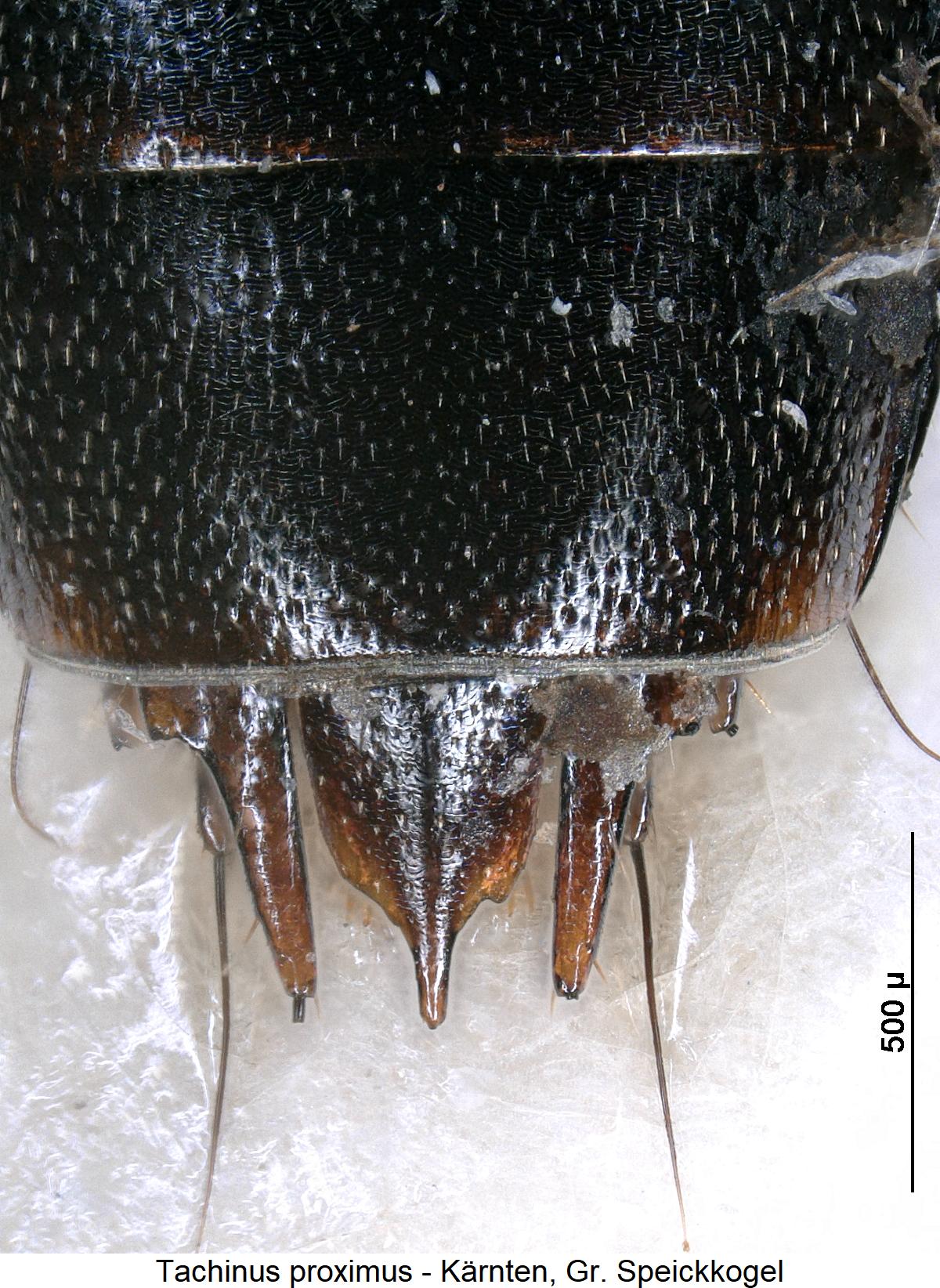 tachinus_proximus_w_pyg.jpg