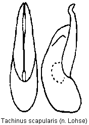 tachinus_scapularis.gif