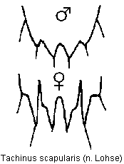 tachinus_scapularis_tergit.gif