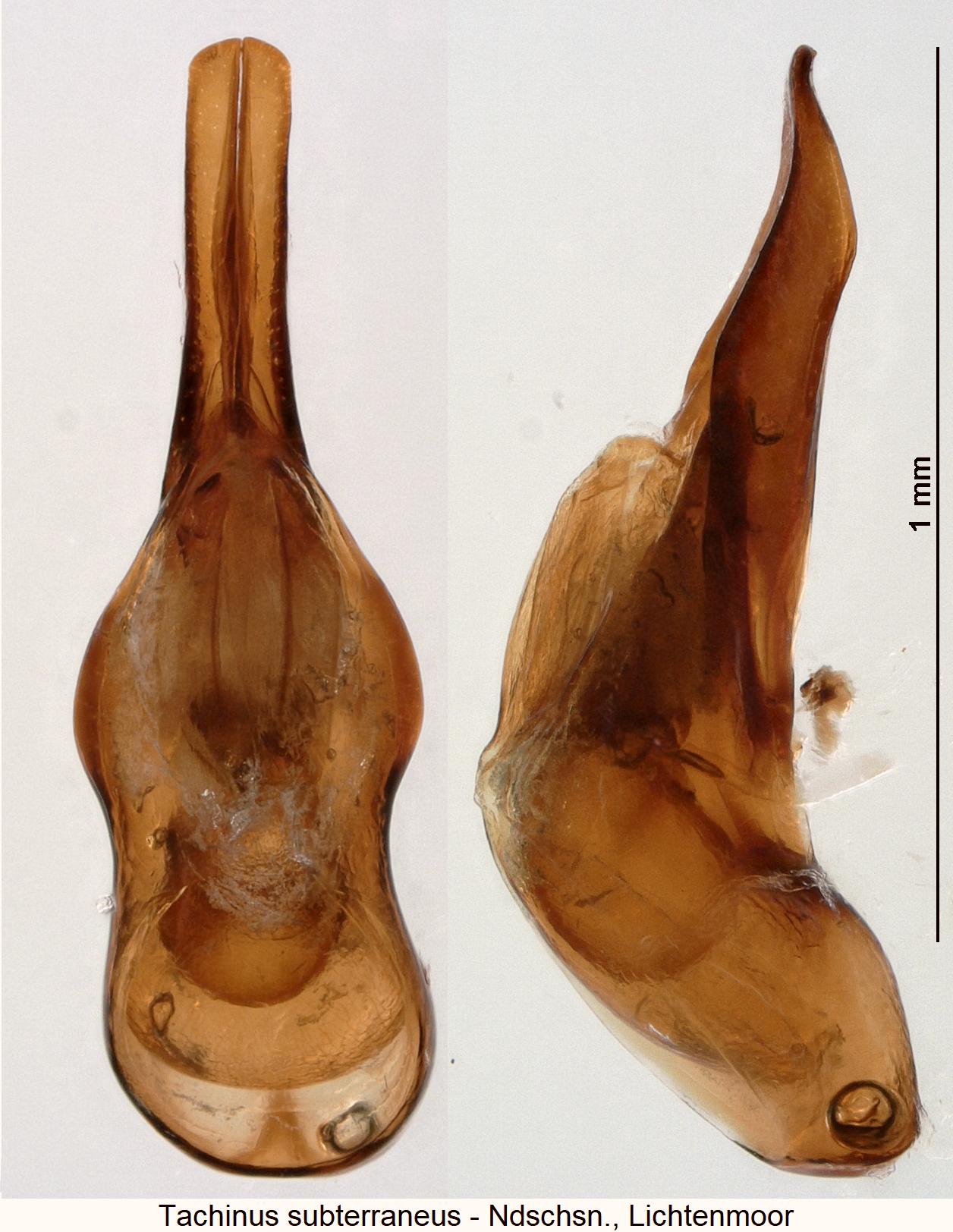 tachinus_subterraneus.jpg