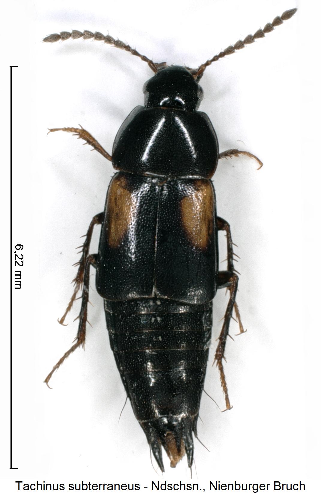 tachinus_subterraneus_hab1.jpg