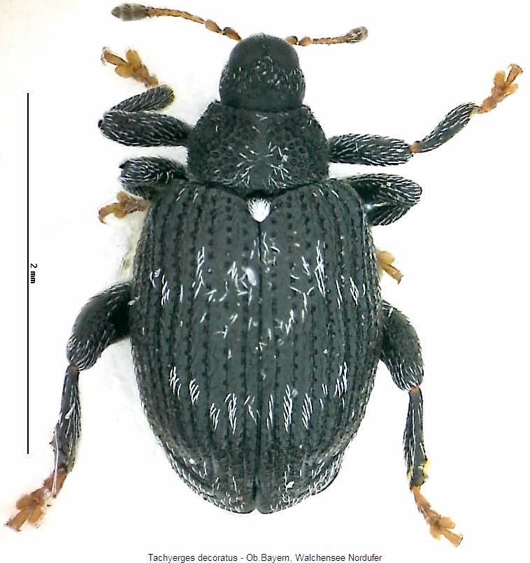 tachyerges_decoratus_hab.jpg