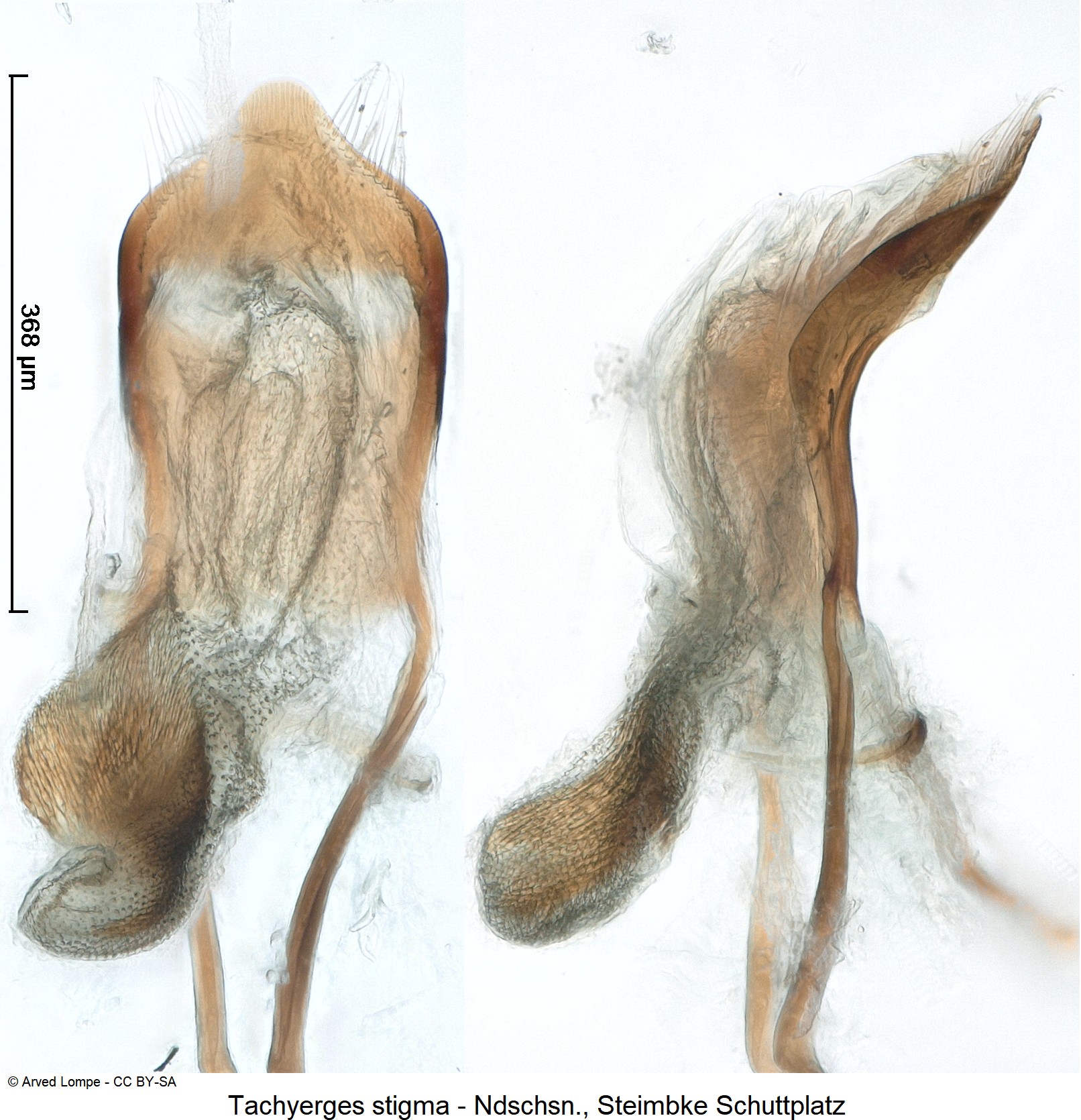 tachyerges_stigma_ck33142729.jpg