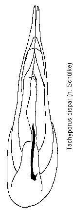 tachyporus_dispar.gif