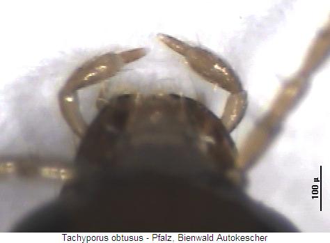 tachyporus_obtusus_ts.jpg