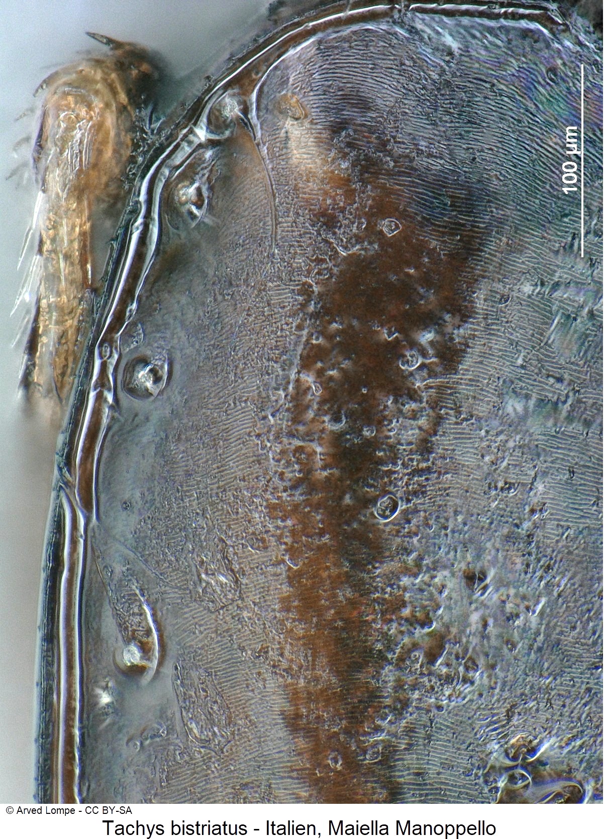 tachys_bistriatus_ck33921445_hum.jpg