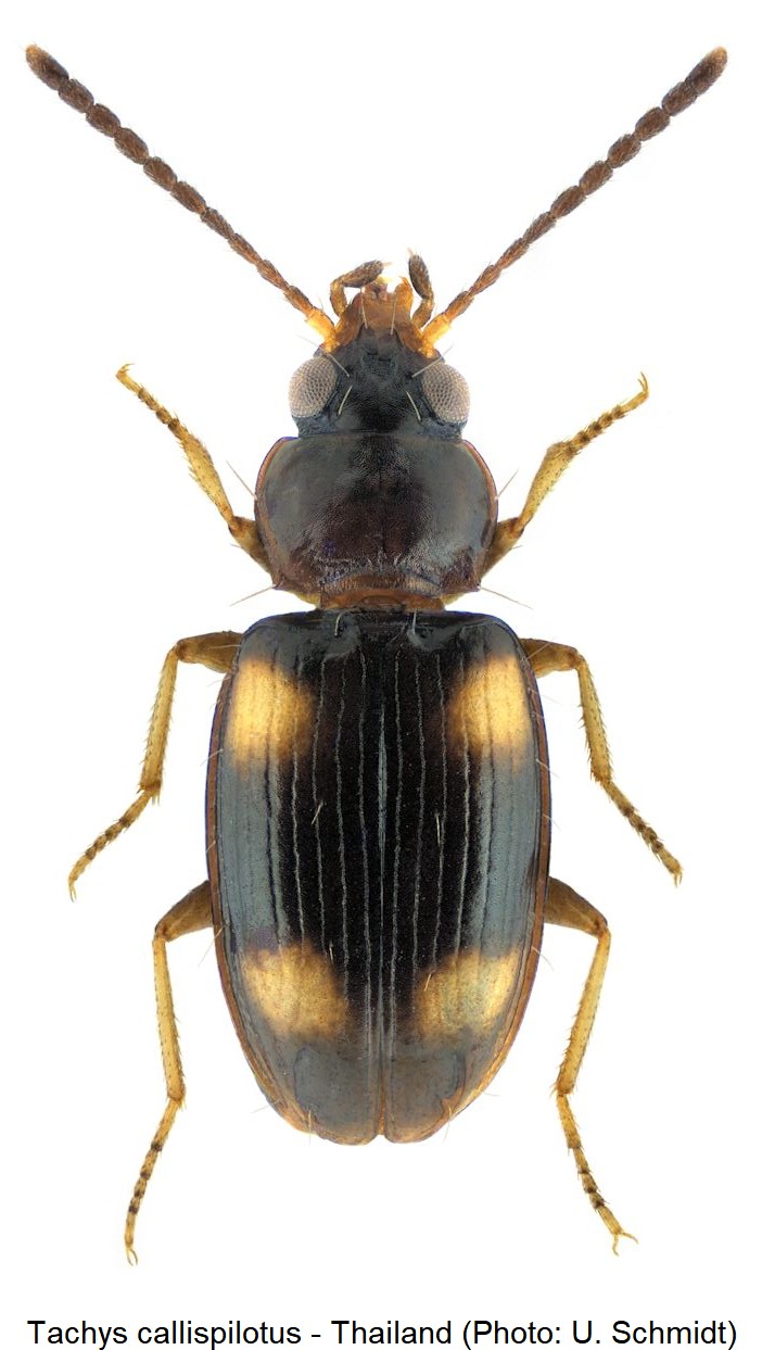 tachys_callispilotus_hab.jpg
