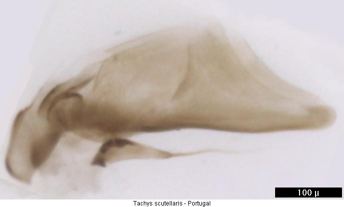 tachys_scutellaris.jpg