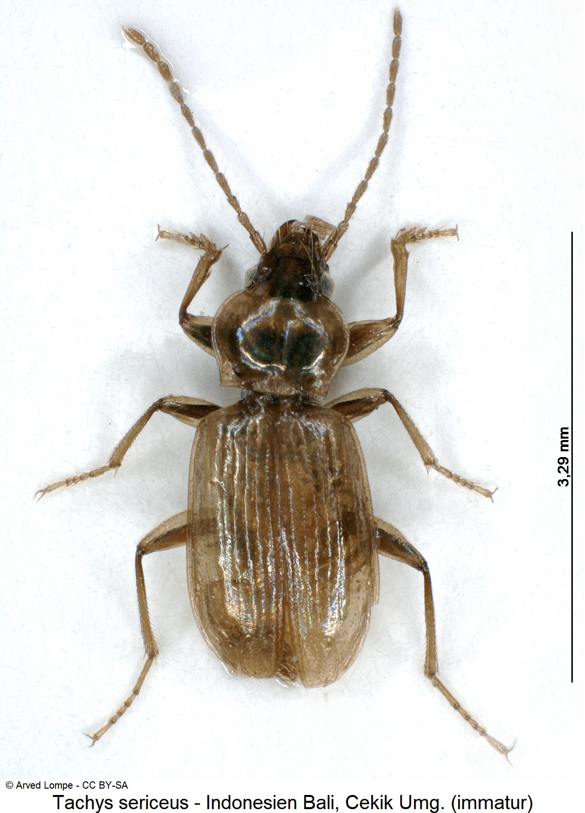 tachys_sericeus_hab.jpg