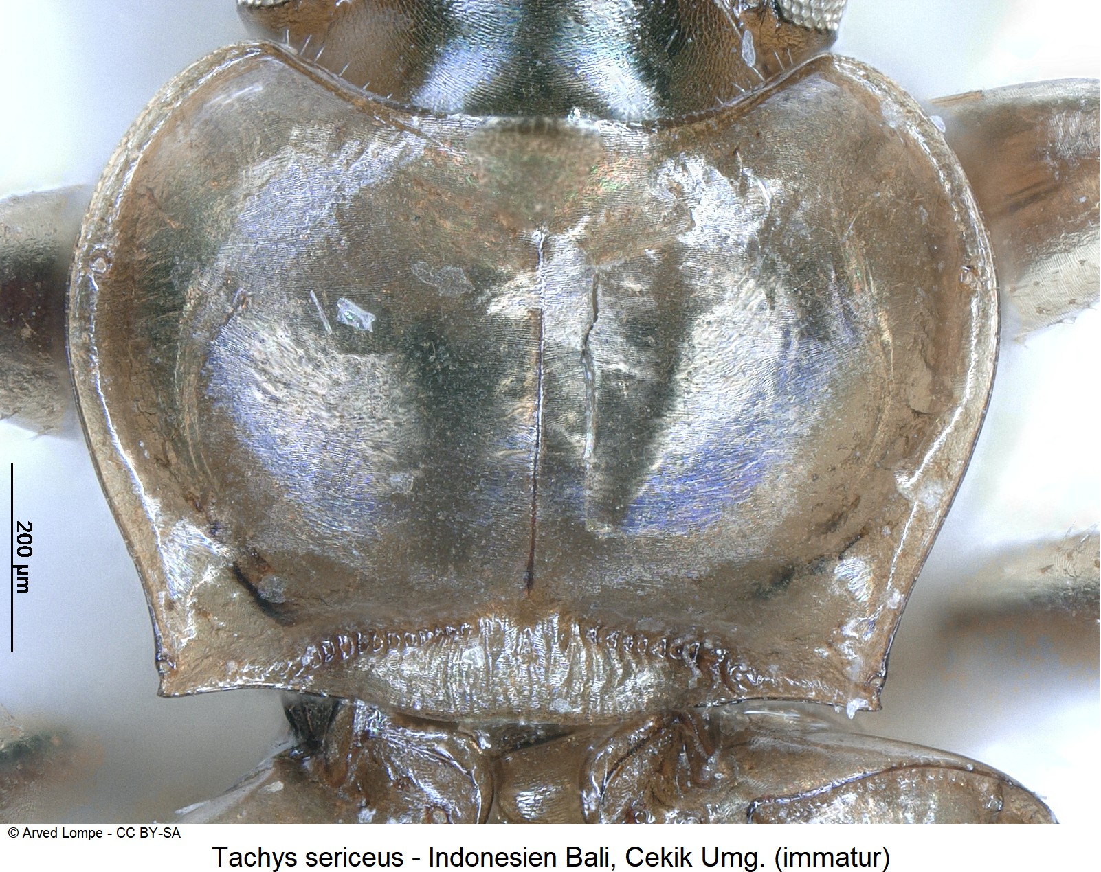 tachys_sericeus_hsch.jpg