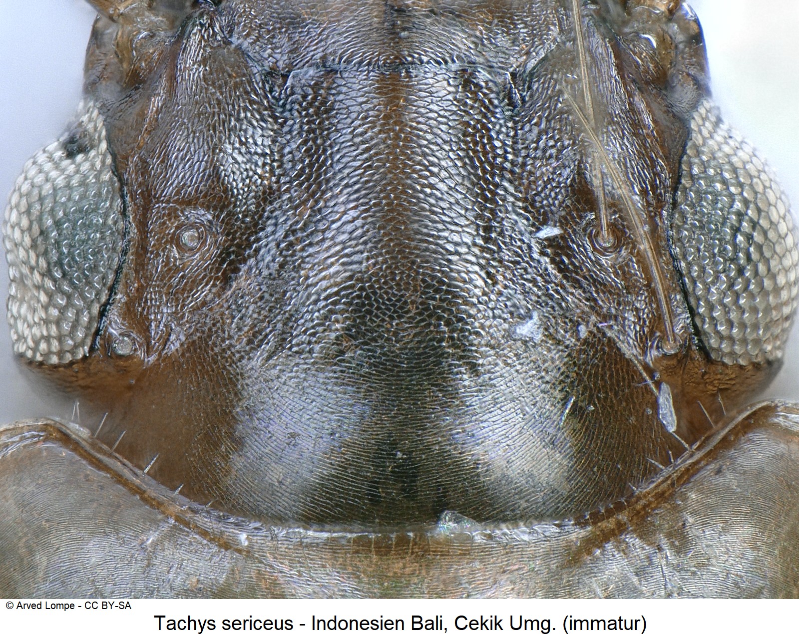 tachys_sericeus_k.jpg