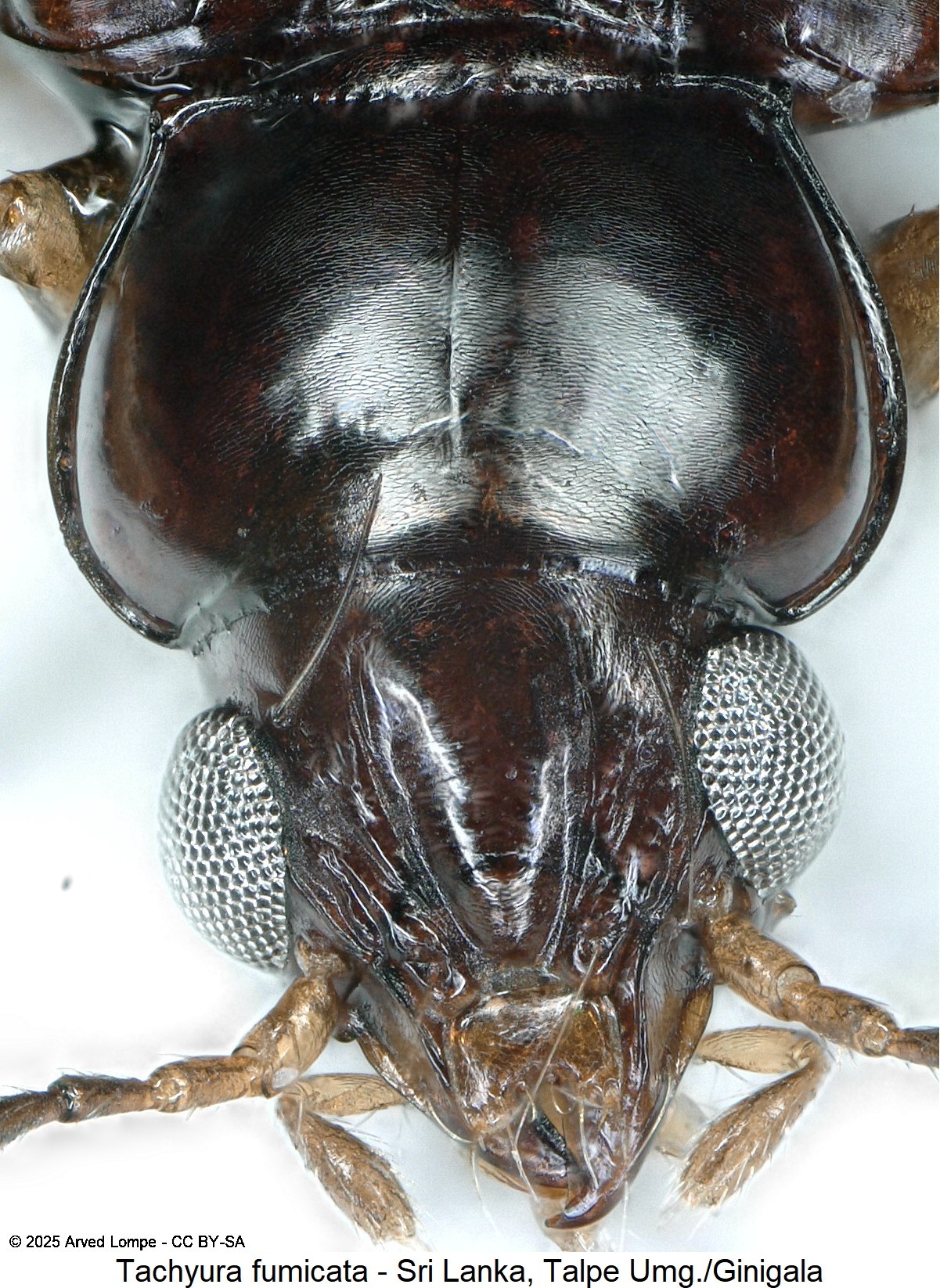tachyura_fumicata_k.jpg