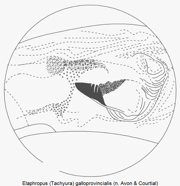 tachyura_galloprovincialis_pc.gif