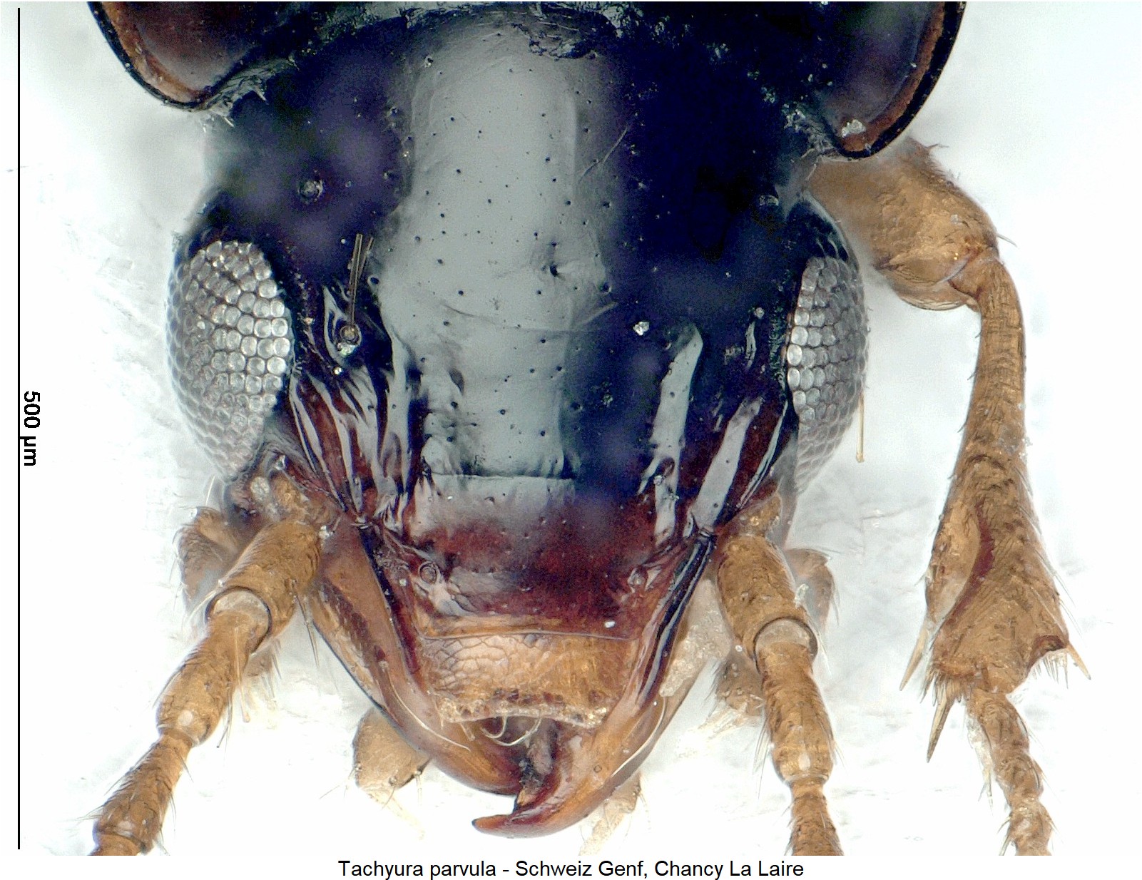 tachyura_parvula_ck29382179_k.jpg