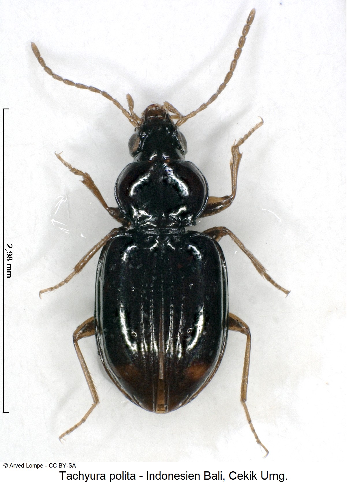 tachyura_polita_ck31405981_hab.jpg
