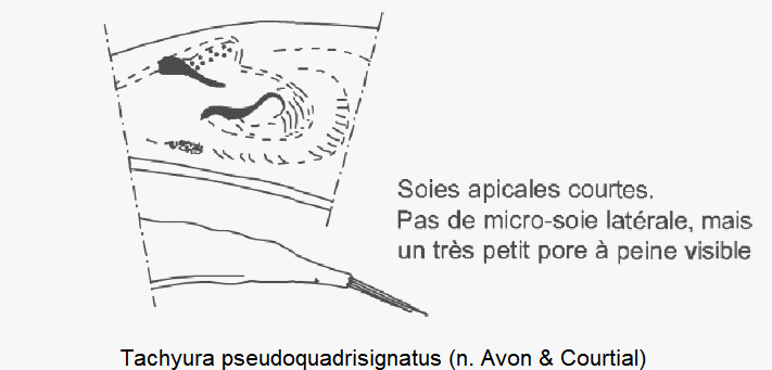 tachyura_pseudoquadrisignatus.gif